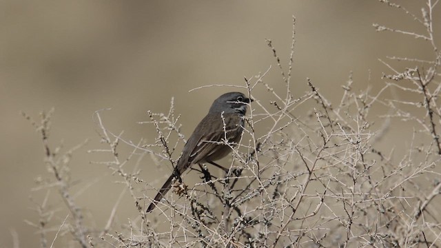 Bell's Sparrow (canescens) - ML639340112