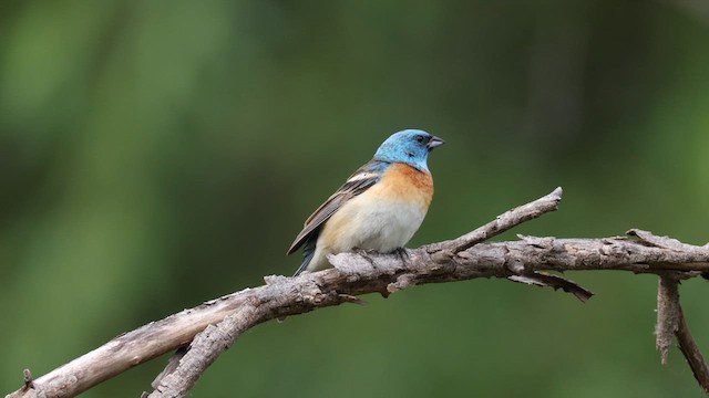 Lazuli Bunting - ML639340115