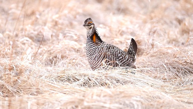 Greater Prairie-Chicken - ML639340183