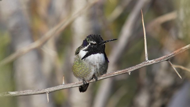 Costa's Hummingbird - ML639340194