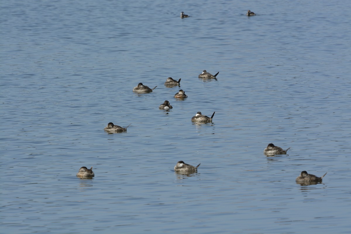 Ruddy Duck - ML639340205