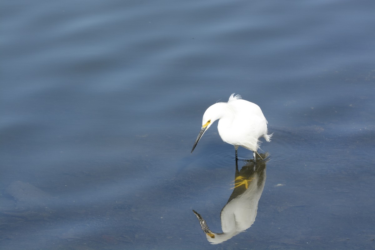Snowy Egret - ML639340207