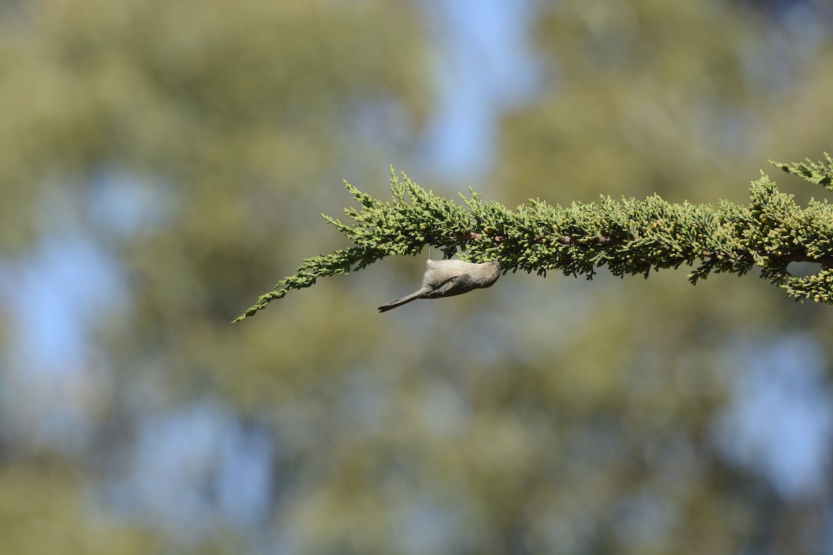 Bushtit - ML639340214