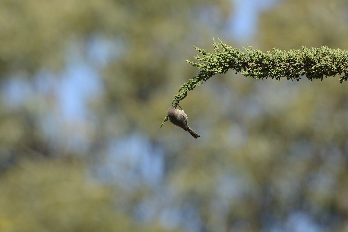 Bushtit - ML639340215