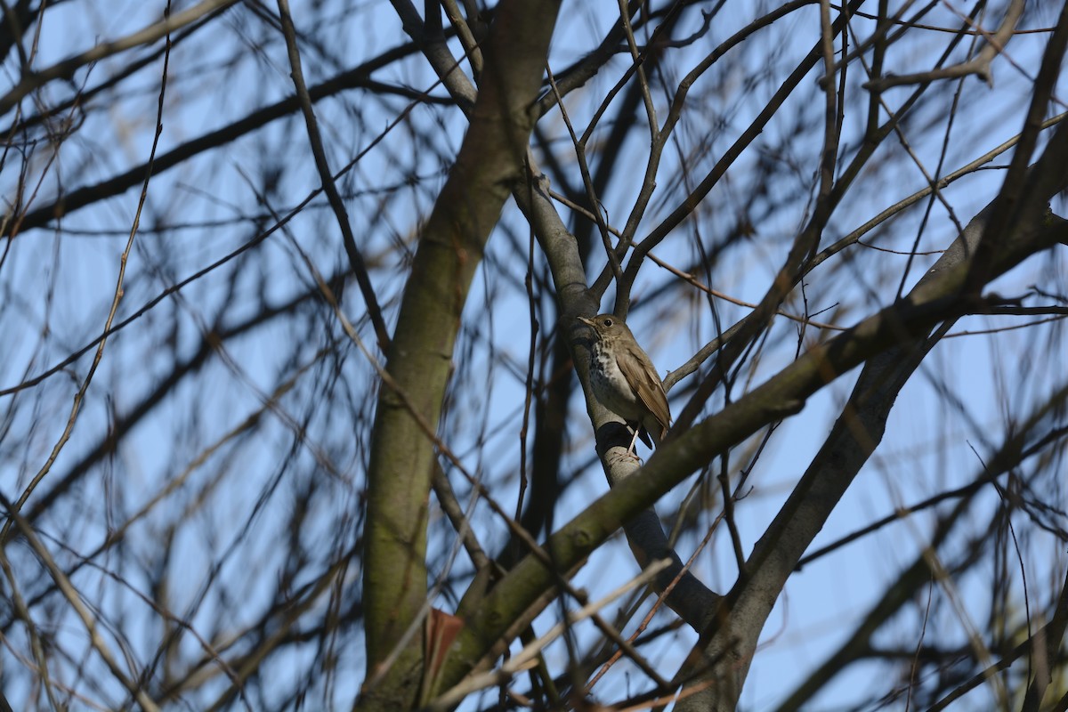Hermit Thrush - ML639340217