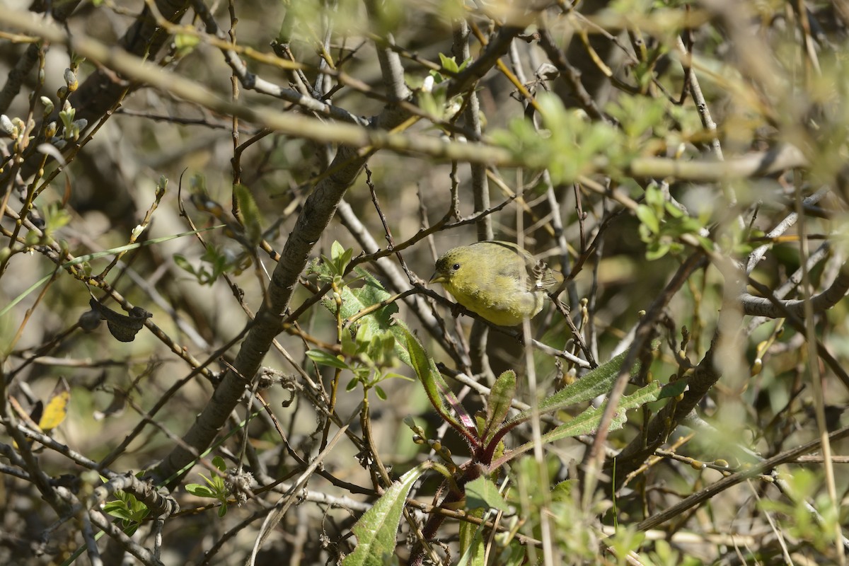 Lesser Goldfinch - ML639340222