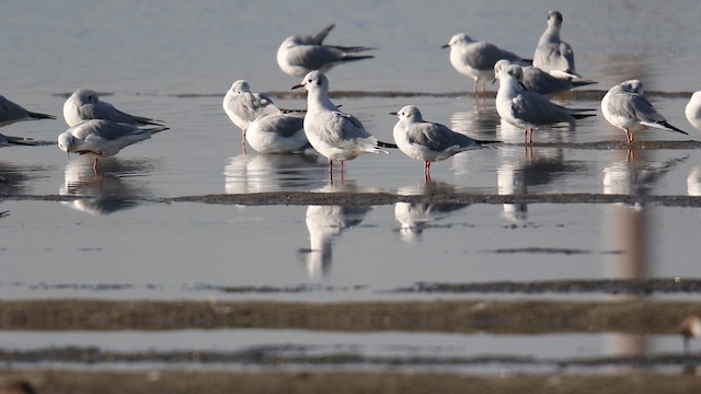 Black-headed Gull - ML639340264