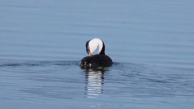Western Grebe - ML639340284