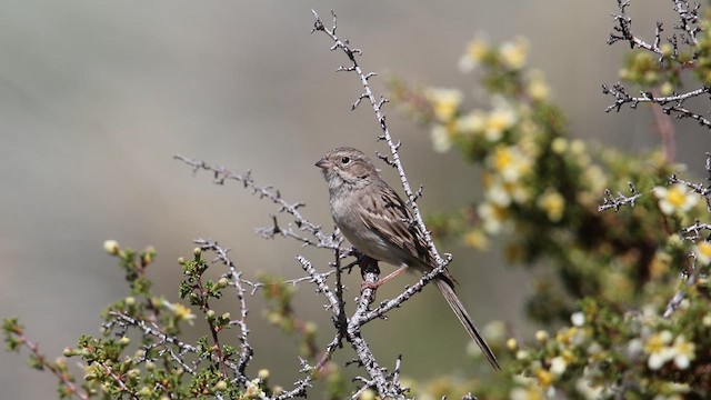 Brewer's Sparrow - ML639340330