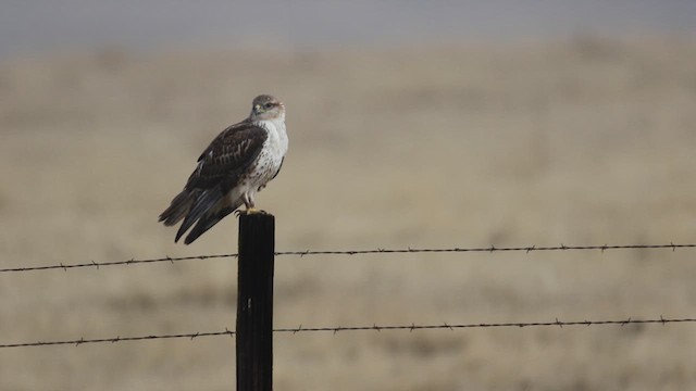 Ferruginous Hawk - ML639340394