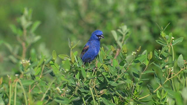 Blue Grosbeak - ML639340407