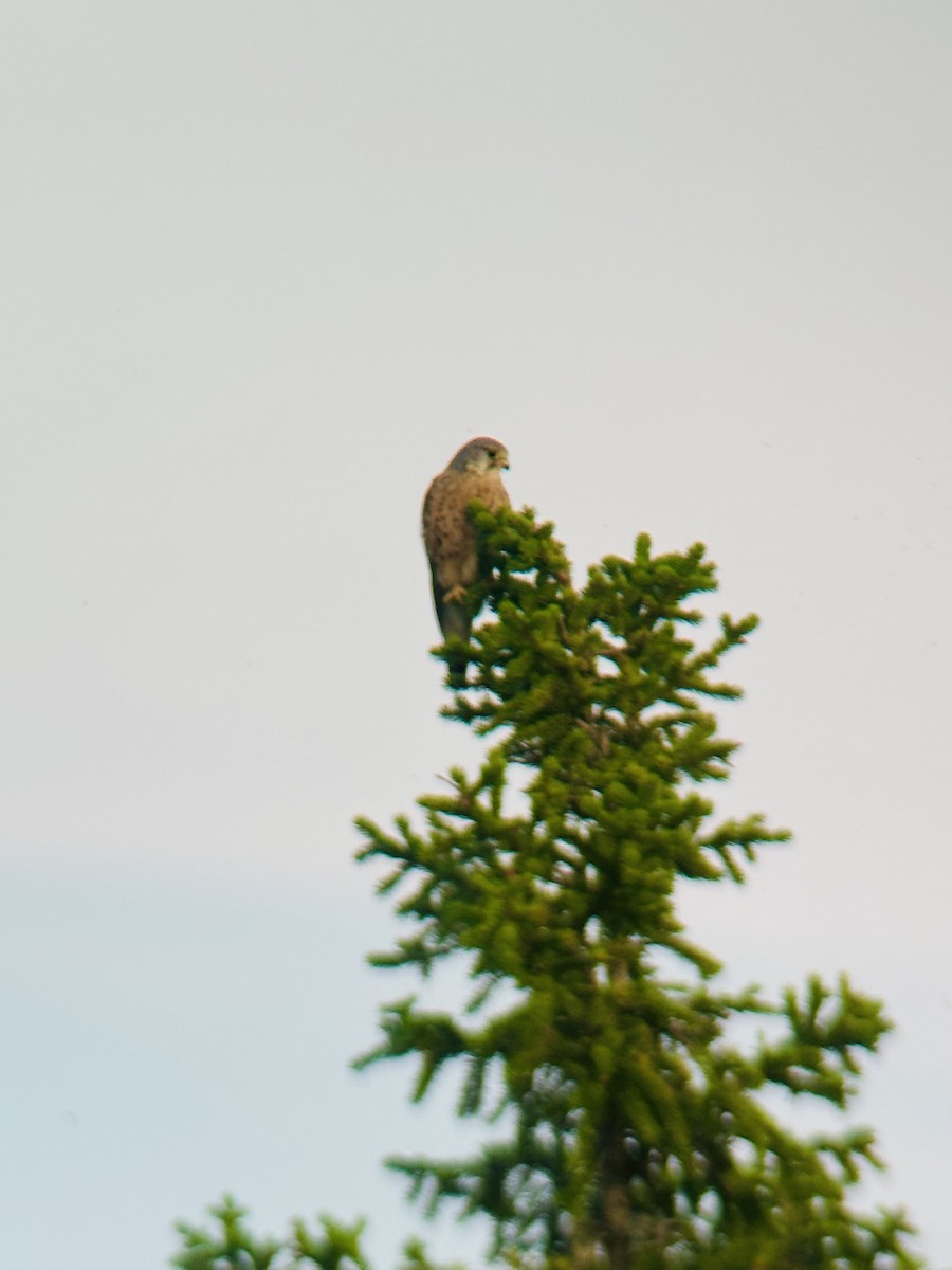 poštolka obecná - ML639340425