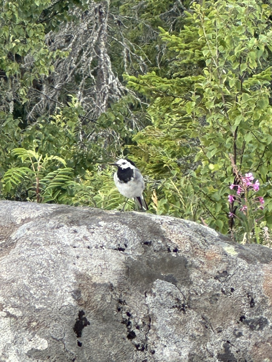 konipas bílý (ssp. alba/dukhunensis) - ML639340436