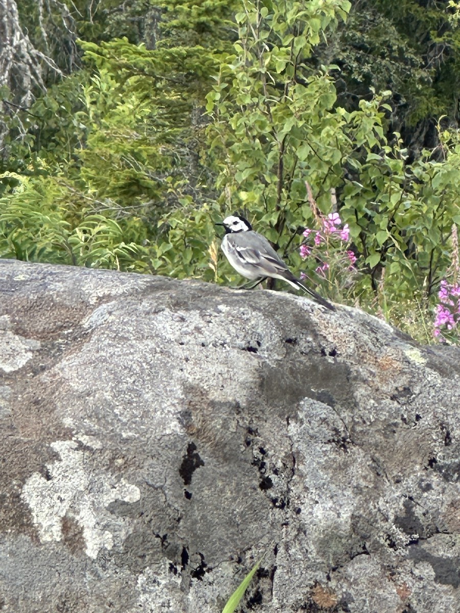 konipas bílý (ssp. alba/dukhunensis) - ML639340437