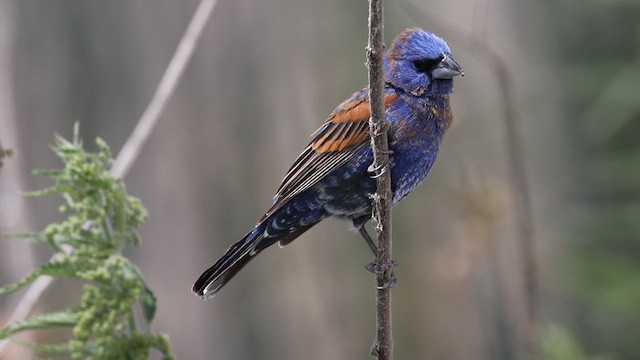 Blue Grosbeak - ML639340498