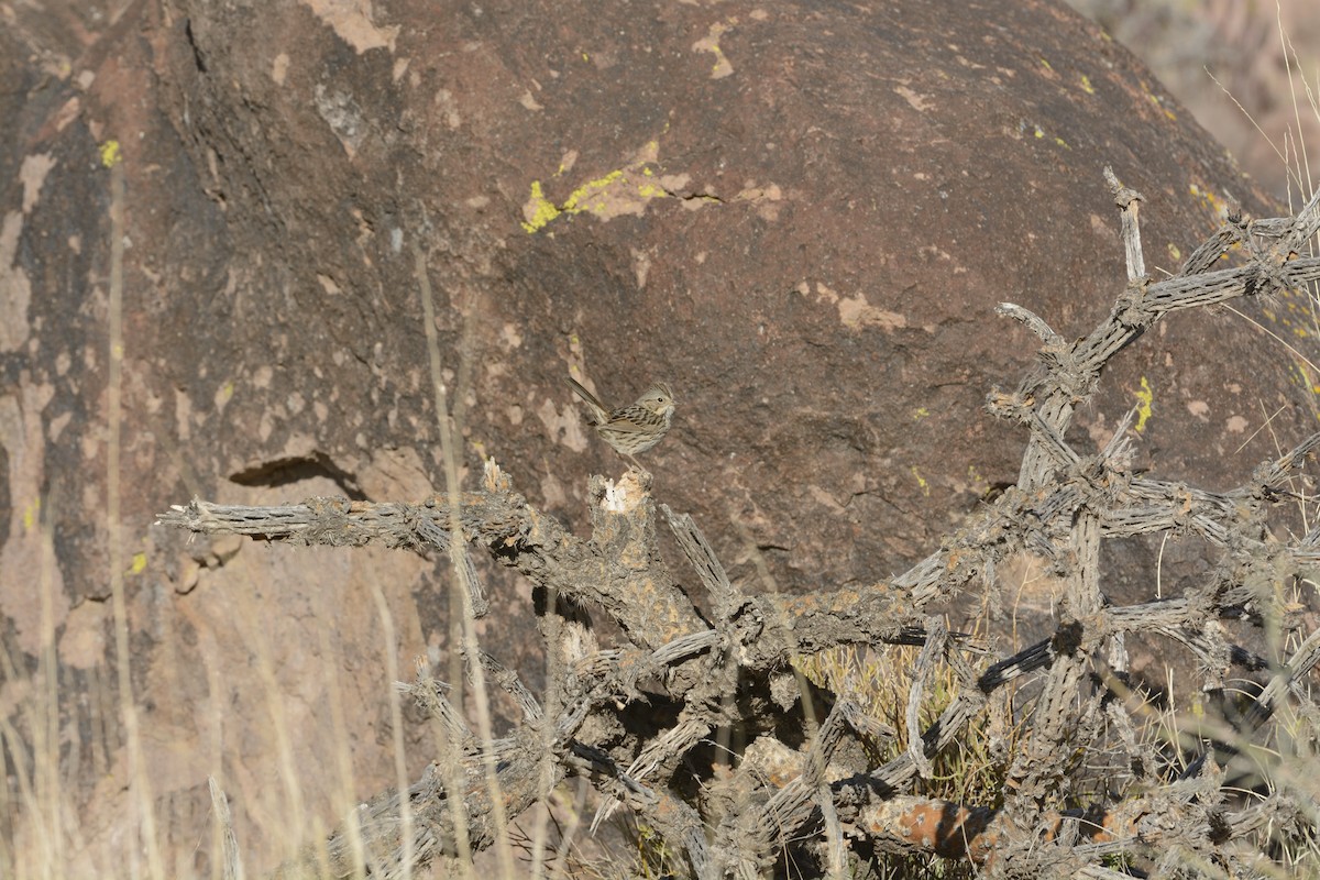 Lincoln's Sparrow - ML639340511