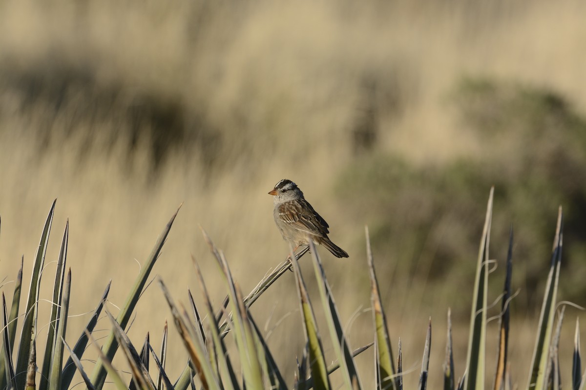 White-crowned Sparrow - ML639340516