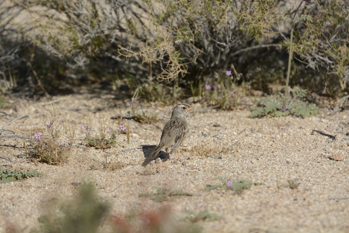 White-crowned Sparrow - ML639340517