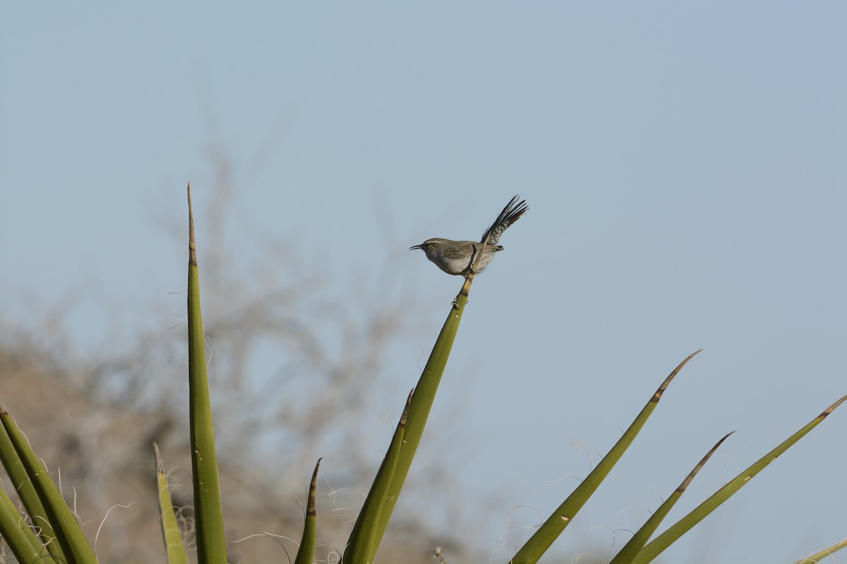 Bewick's Wren - ML639340551