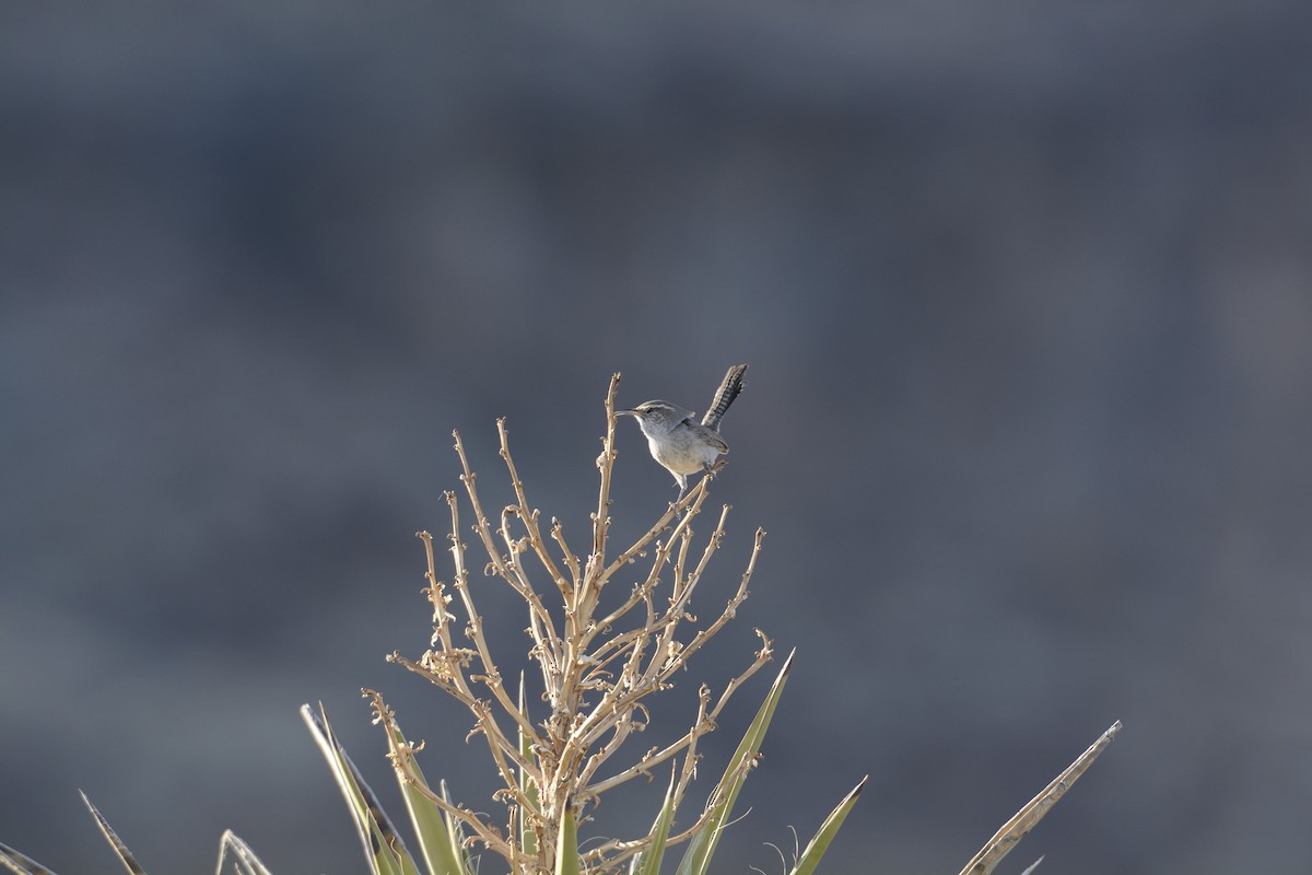 Bewick's Wren - ML639340552