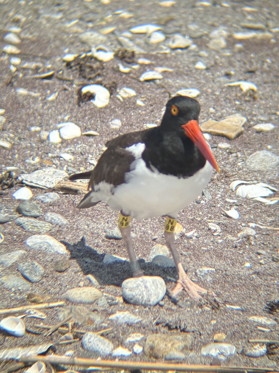 American Oystercatcher - ML639340555