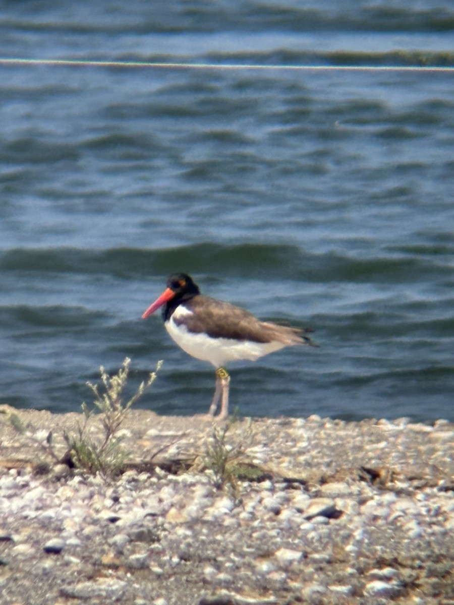 American Oystercatcher - ML639340556