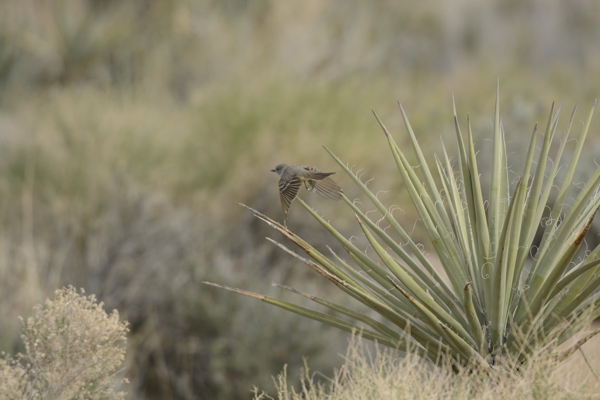 Ash-throated Flycatcher - ML639340653
