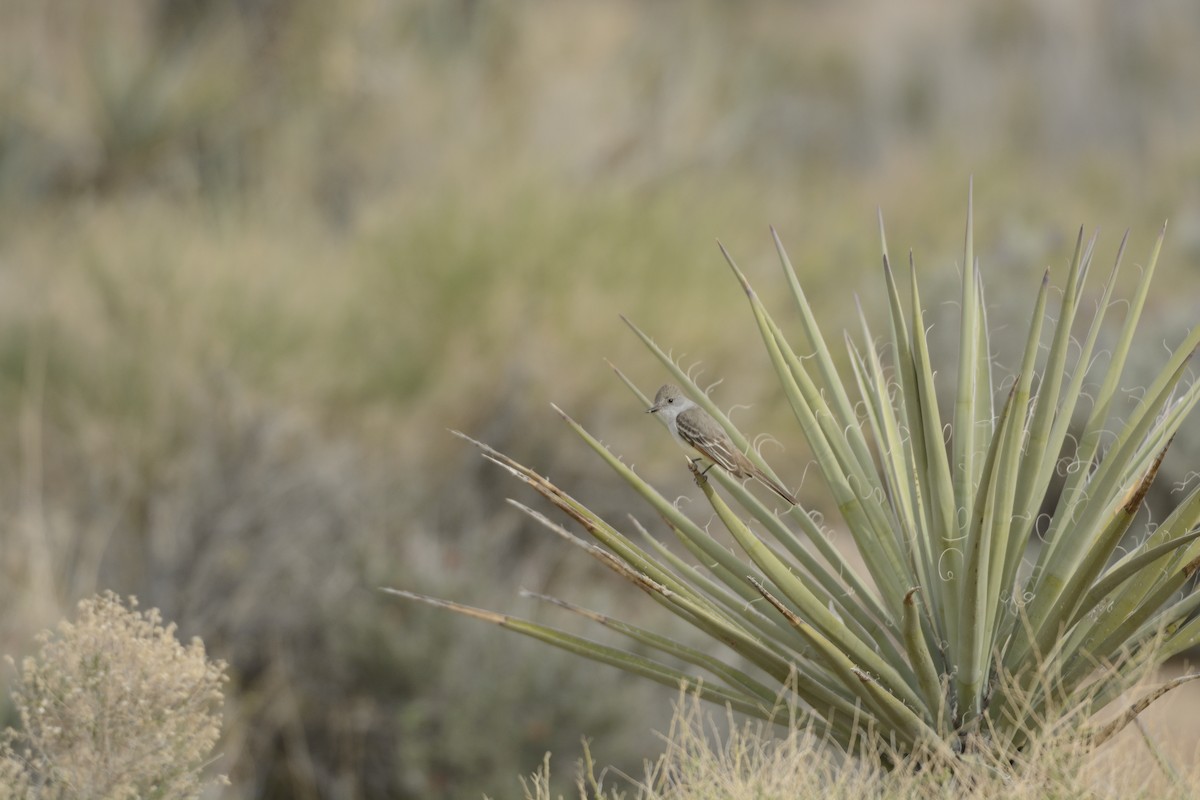 Ash-throated Flycatcher - ML639340654