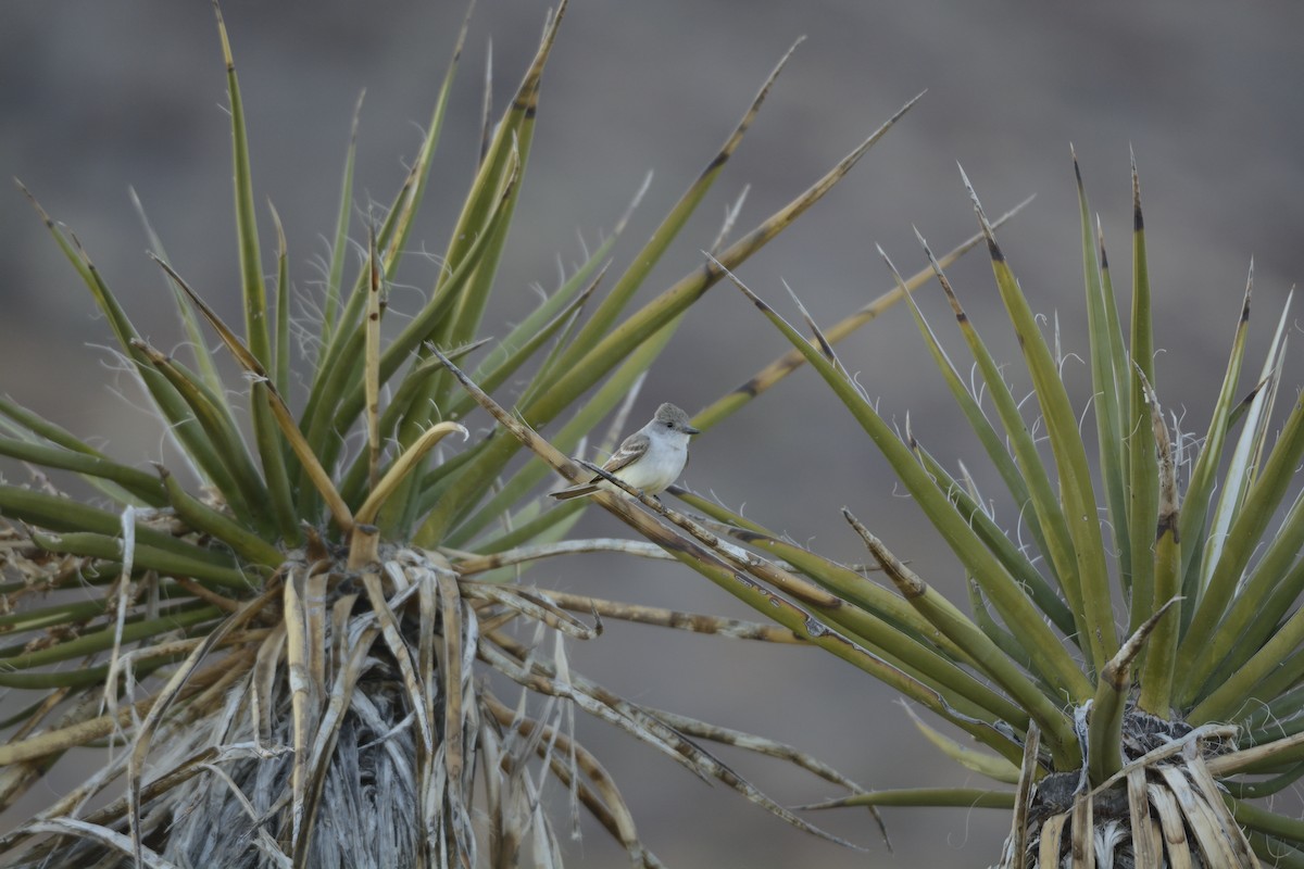 Ash-throated Flycatcher - ML639340655