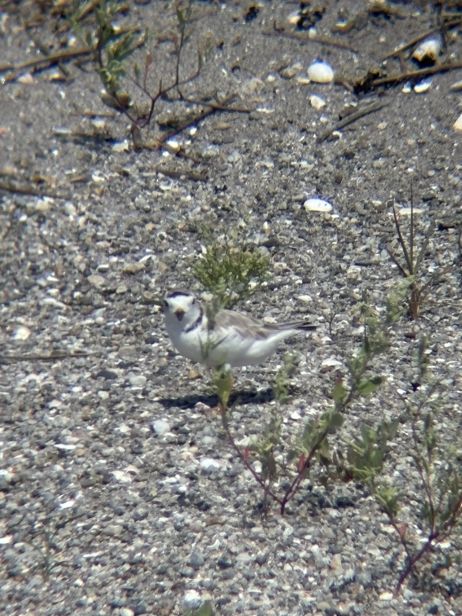 Piping Plover - ML639340663