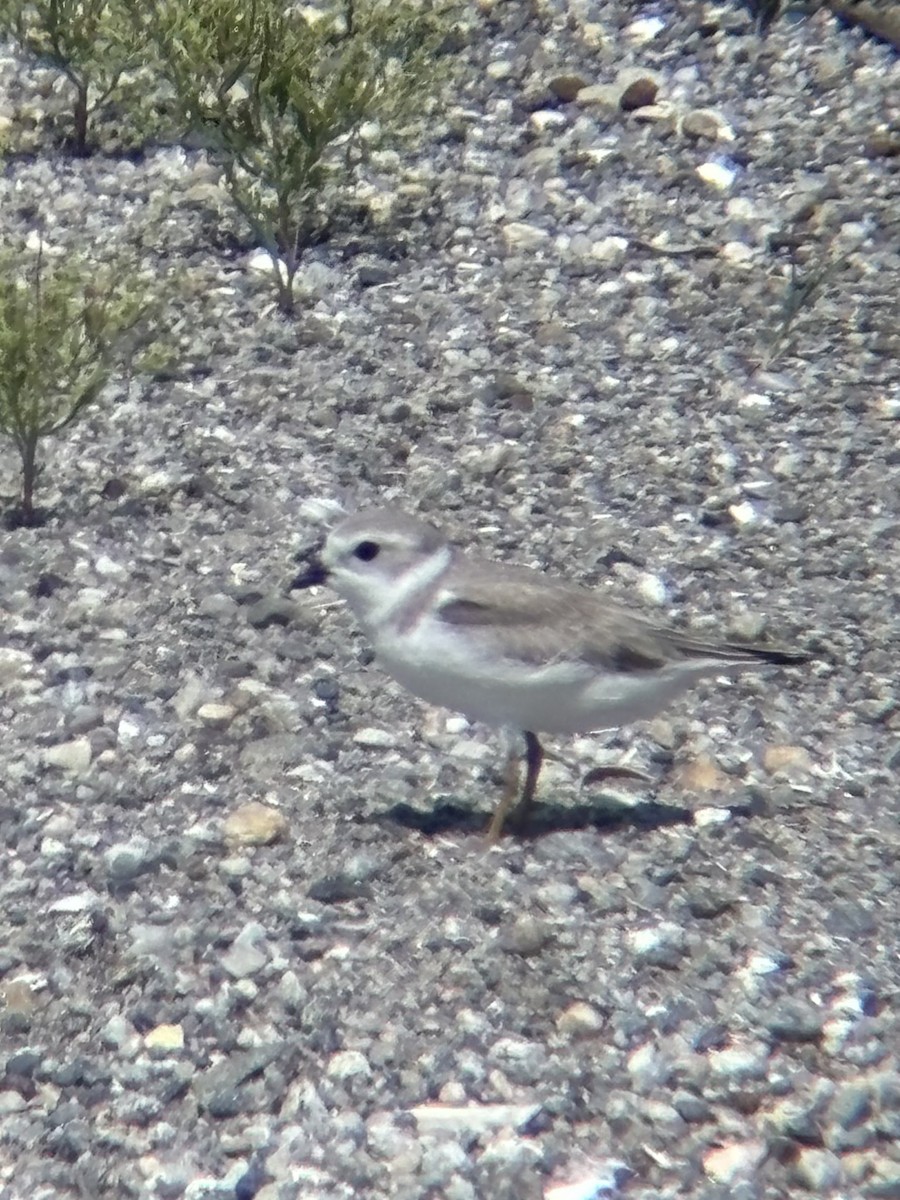Piping Plover - ML639340664