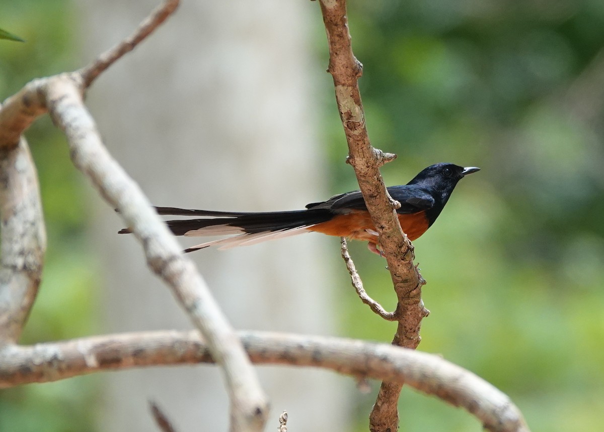 White-rumped Shama - ML639340704