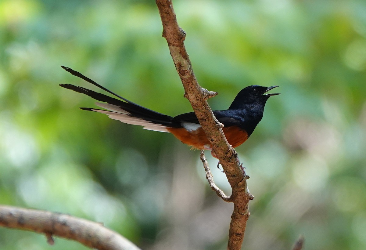 White-rumped Shama - ML639340709
