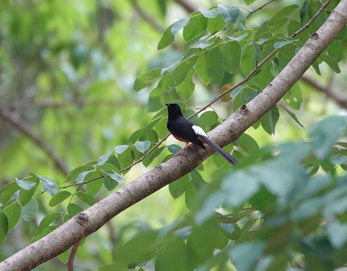 White-rumped Shama - ML639340714