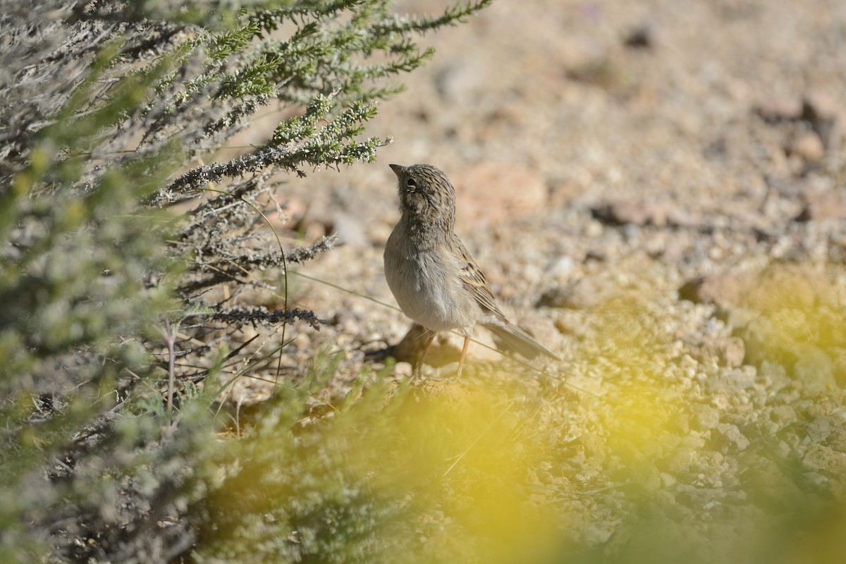 Brewer's Sparrow - ML639340715