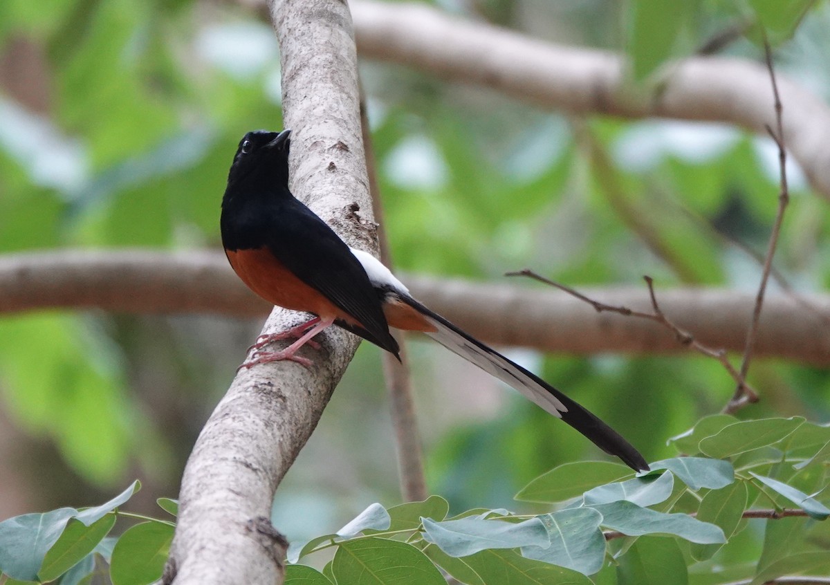 White-rumped Shama - ML639340719