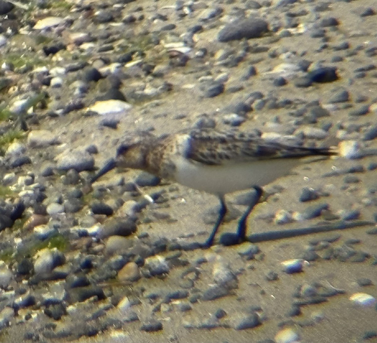 Sanderling - ML639340738