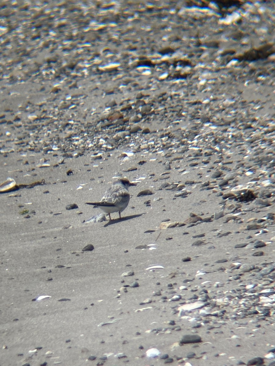 Least Tern - ML639340750