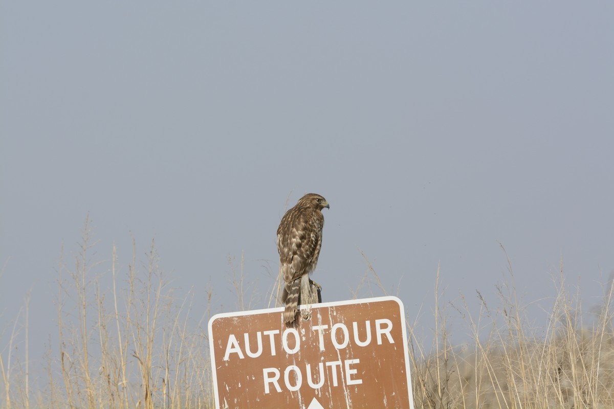 Red-shouldered Hawk - ML639340753
