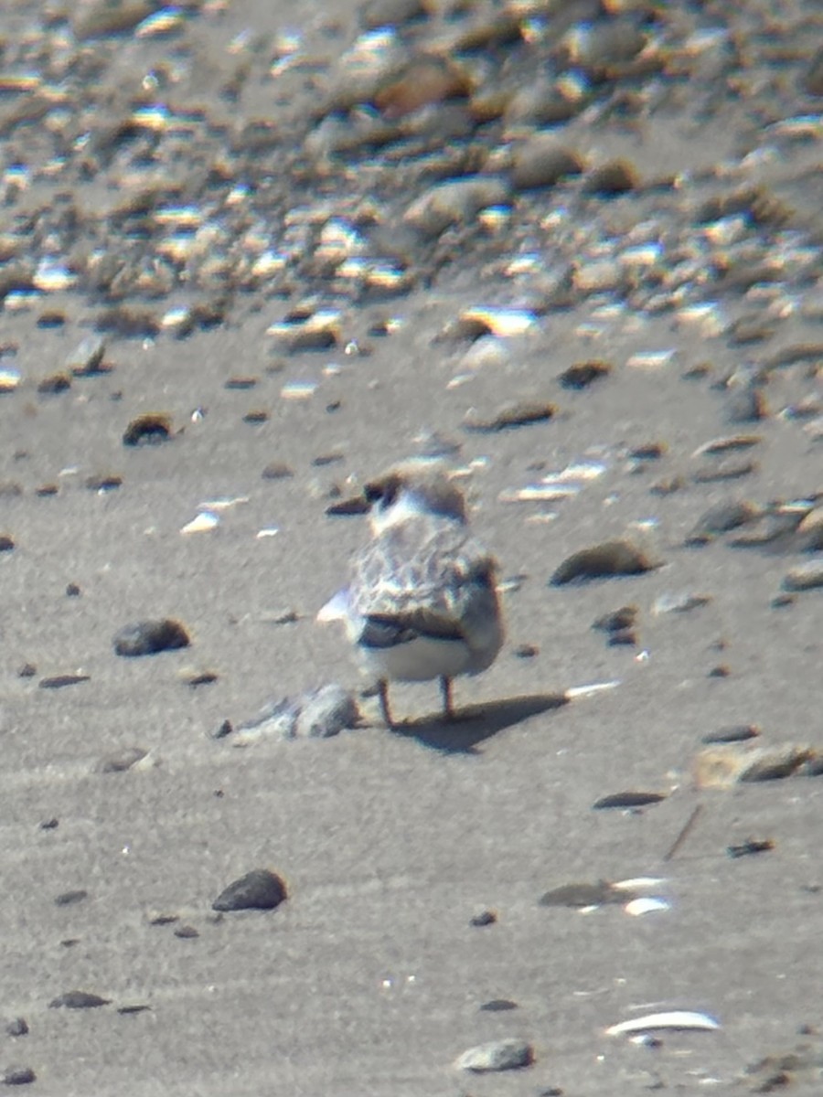 Least Tern - ML639340781