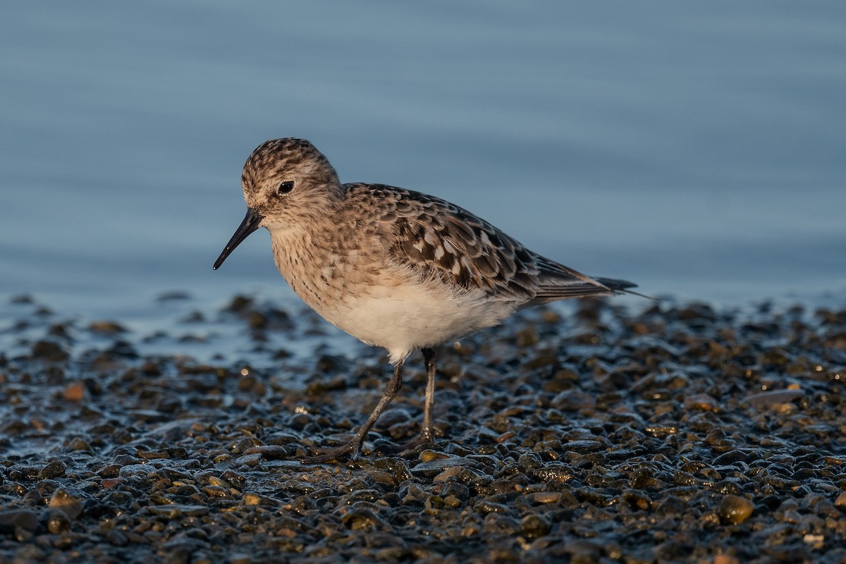 Bécasseau de Baird - ML639340788
