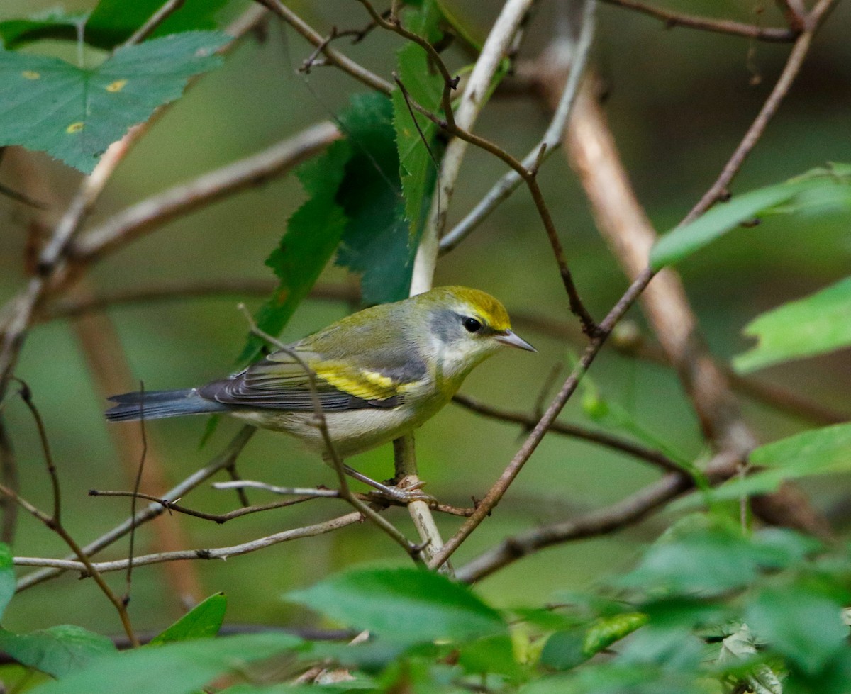 Golden-winged Warbler - ML639340914