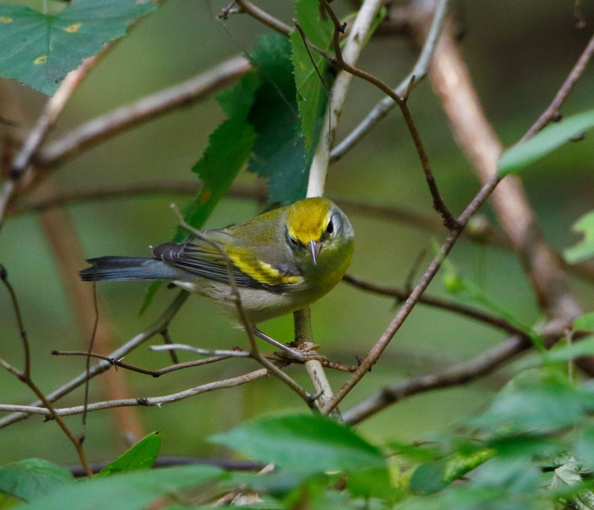 Golden-winged Warbler - ML639340925