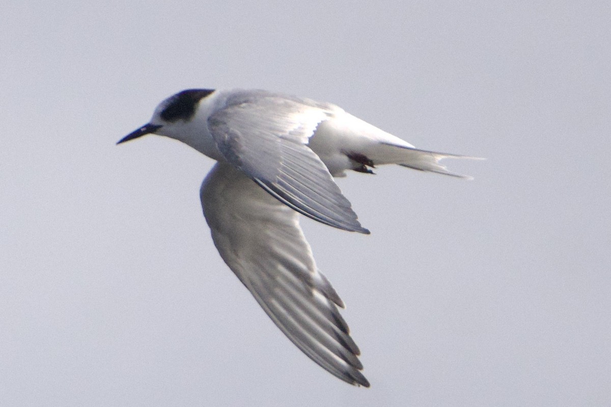 Arctic Tern - ML639340969