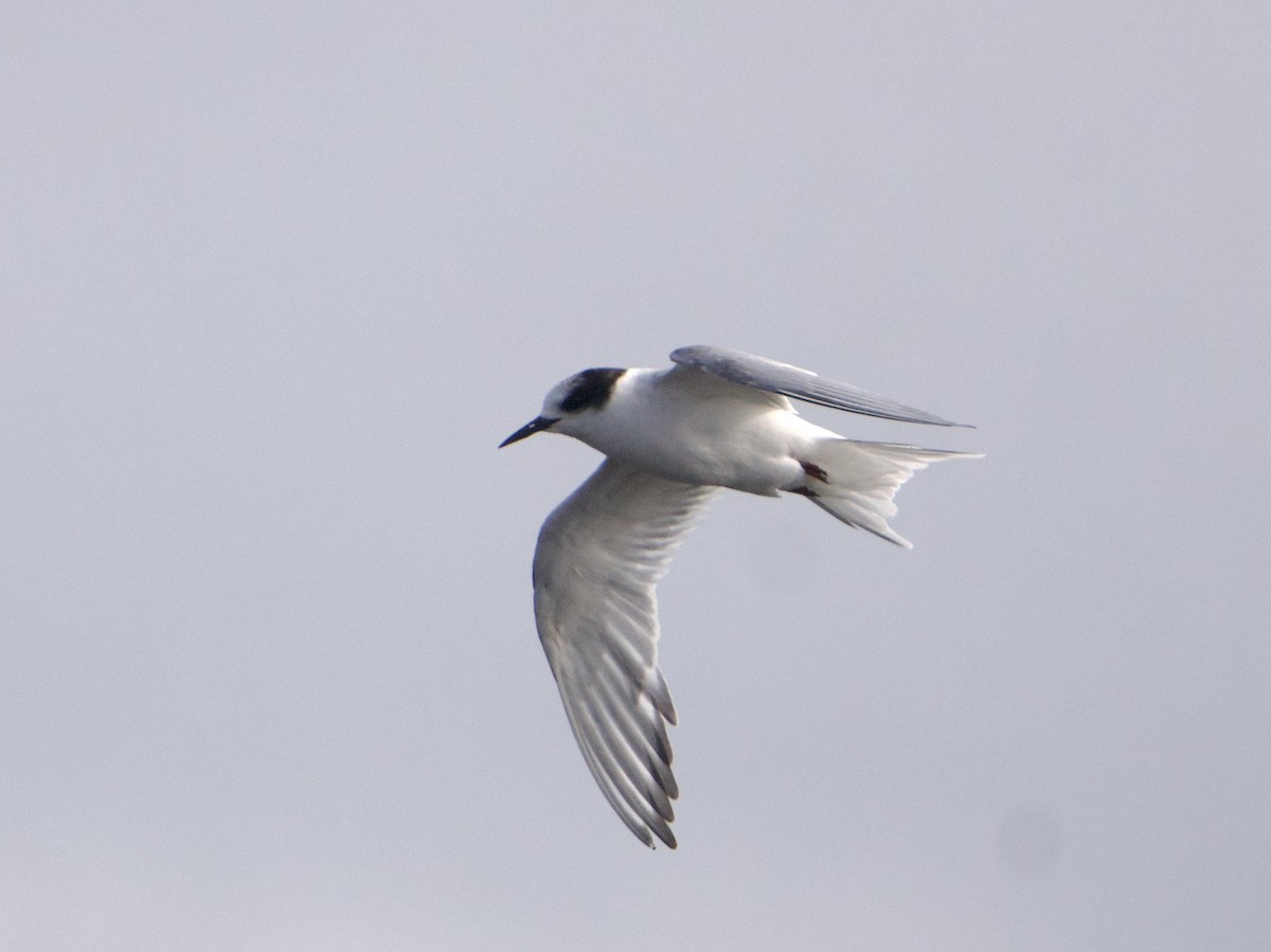 Arctic Tern - ML639340970