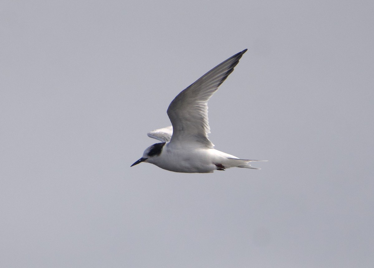 Arctic Tern - ML639340971