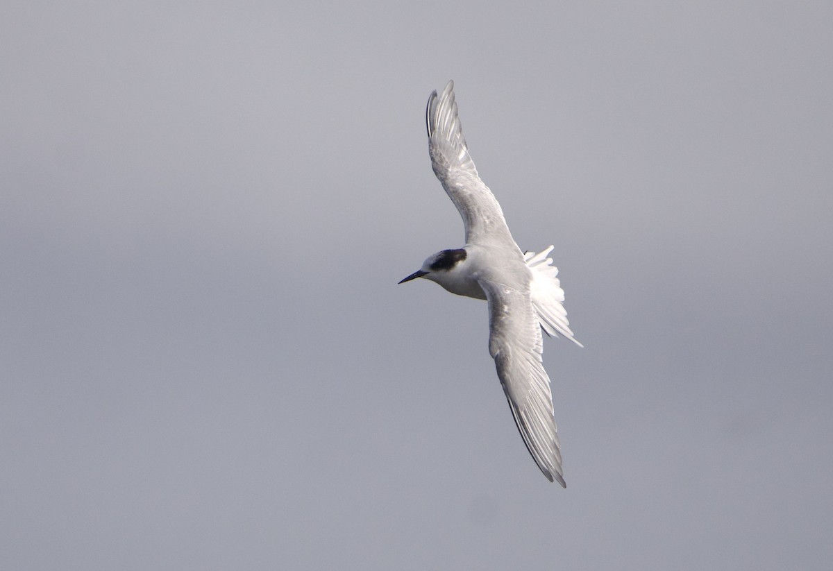 Arctic Tern - ML639340972