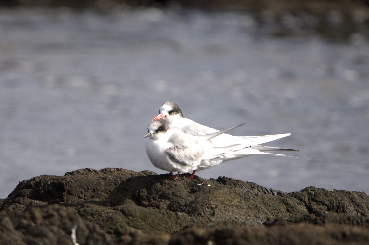 Arctic Tern - ML639340974
