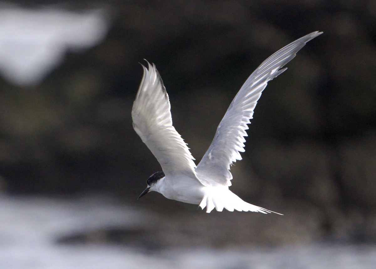 Arctic Tern - ML639340975