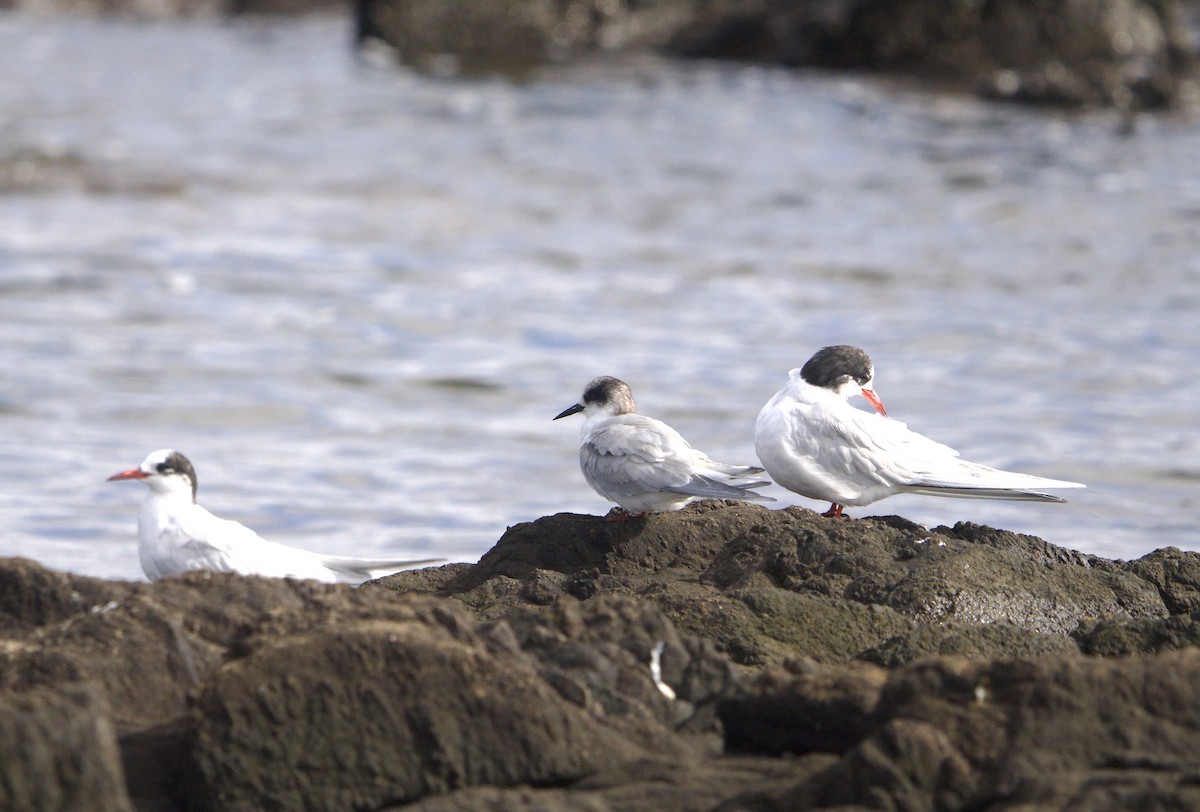 Arctic Tern - ML639340976